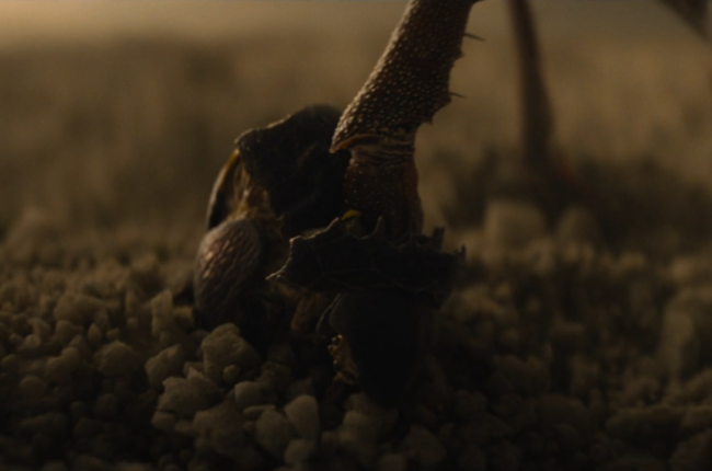 For Predator Badlands, France VFX studio The Yard designed and animated the opening creatures of the film
